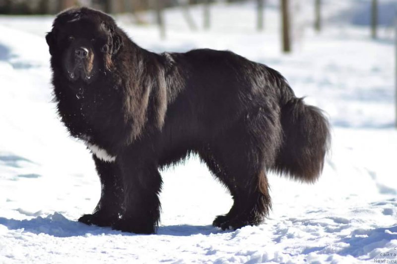 Фотография № 204368