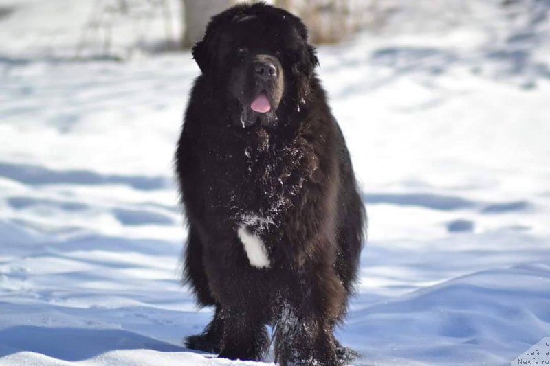 Фото: ньюфаундленд Piternyuf BMW (Питерньюф БМВ)
