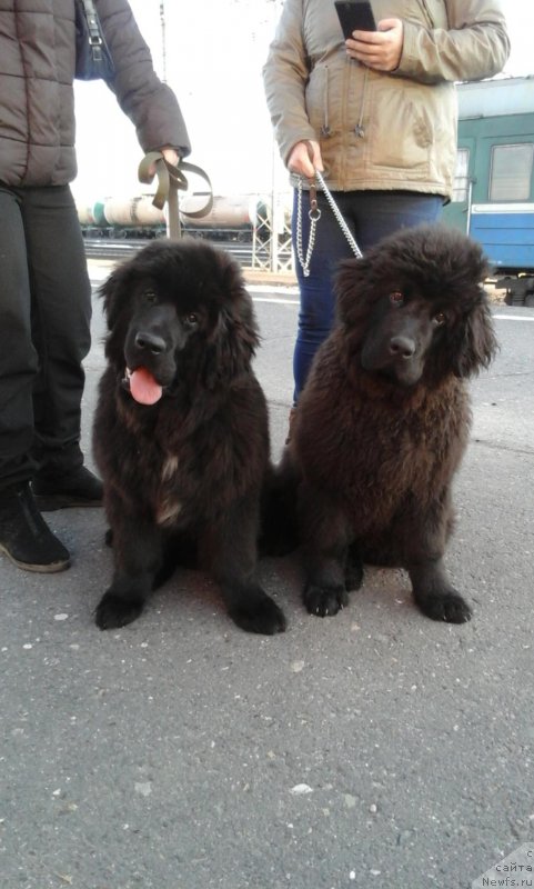 Фото: ньюфаундленд YEkselent B'yuti (Экселент Бьюти), ньюфаундленд Brift Star Natina Rid (Брифт Стар Натина Рид)
