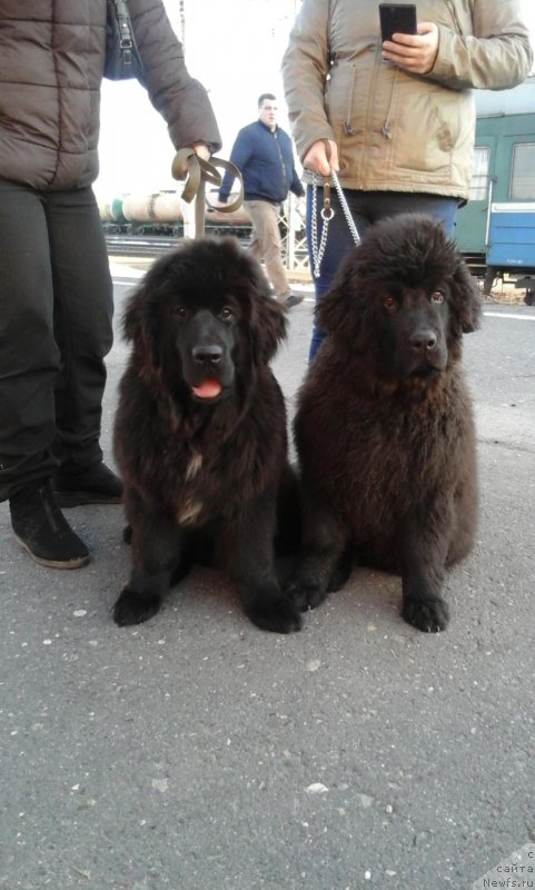Фото: ньюфаундленд YEkselent B'yuti (Экселент Бьюти), ньюфаундленд Brift Star Natina Rid (Брифт Стар Натина Рид)