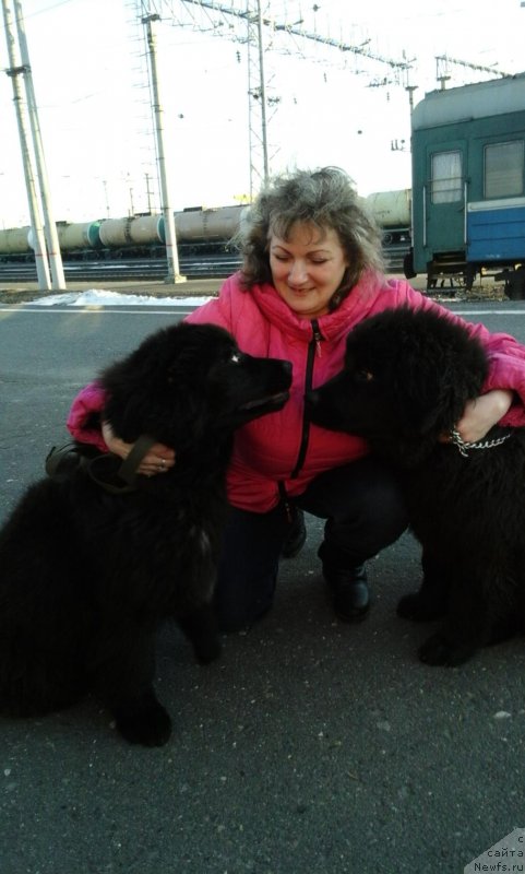 Фото: ньюфаундленд YEkselent B'yuti (Экселент Бьюти), ньюфаундленд Brift Star Natina Rid (Брифт Стар Натина Рид), Tat'yana SHayduk (Татьяна Шайдук)