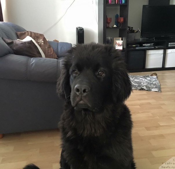 Фото: ньюфаундленд Belkonder-Club Barbera La Madonna (Белкондер-Клаб Барбера Ла Мадонна)