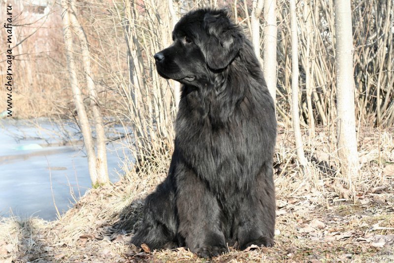 Фото: ньюфаундленд Aristokraticheskaya SHtuchka (Аристократическая Штучка)
