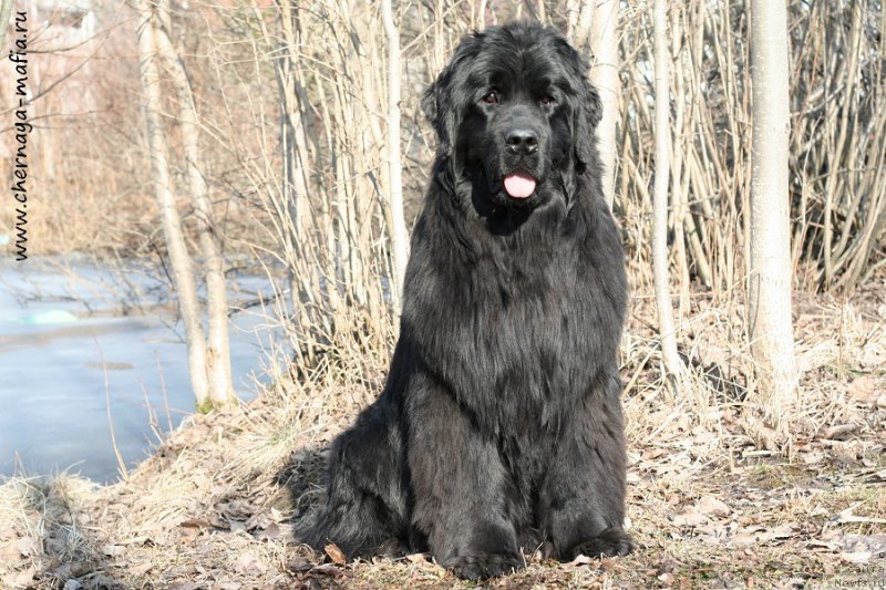 Фото: ньюфаундленд Aristokraticheskaya SHtuchka (Аристократическая Штучка)