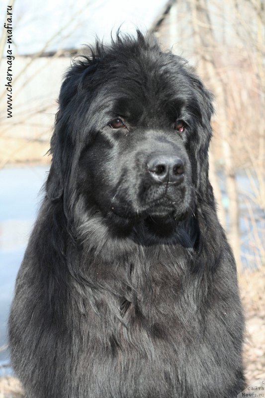 Фото: ньюфаундленд Aristokraticheskaya SHtuchka (Аристократическая Штучка)