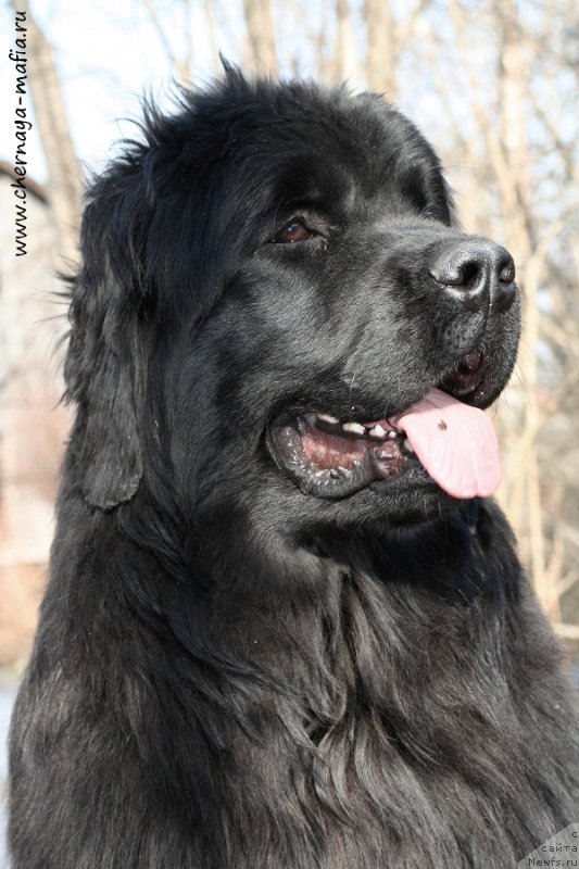 Фото: ньюфаундленд Aristokraticheskaya SHtuchka (Аристократическая Штучка)