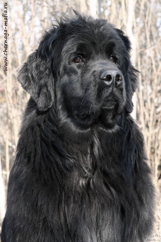 Фото: ньюфаундленд Aristokraticheskaya SHtuchka (Аристократическая Штучка)