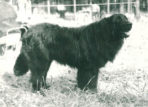 Фото: ньюфаундленд Tutiyus Urmaks (Тутиюс Урмакс)
