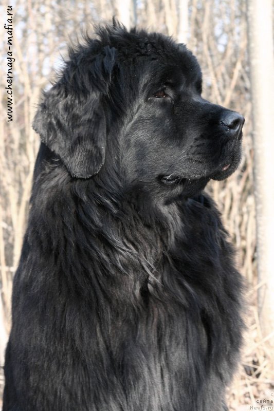 Фото: ньюфаундленд Aristokraticheskaya SHtuchka (Аристократическая Штучка)