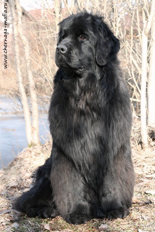 Фото: ньюфаундленд Aristokraticheskaya SHtuchka (Аристократическая Штучка)