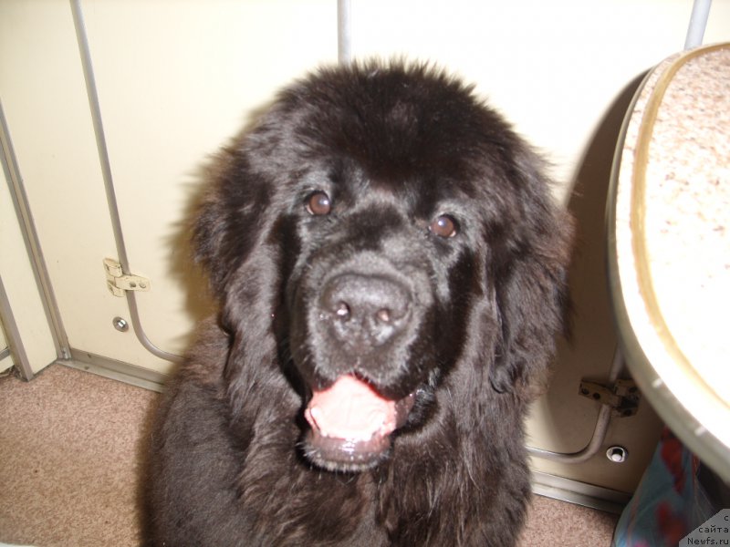 Фото: ньюфаундленд YEkselent B'yuti (Экселент Бьюти)