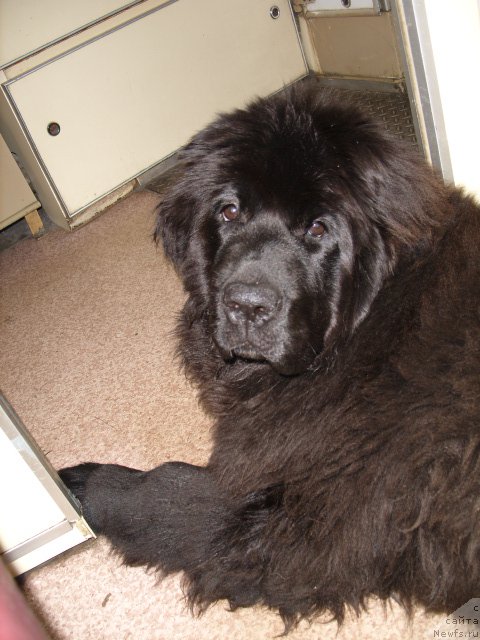 Фото: ньюфаундленд YEkselent B'yuti (Экселент Бьюти)