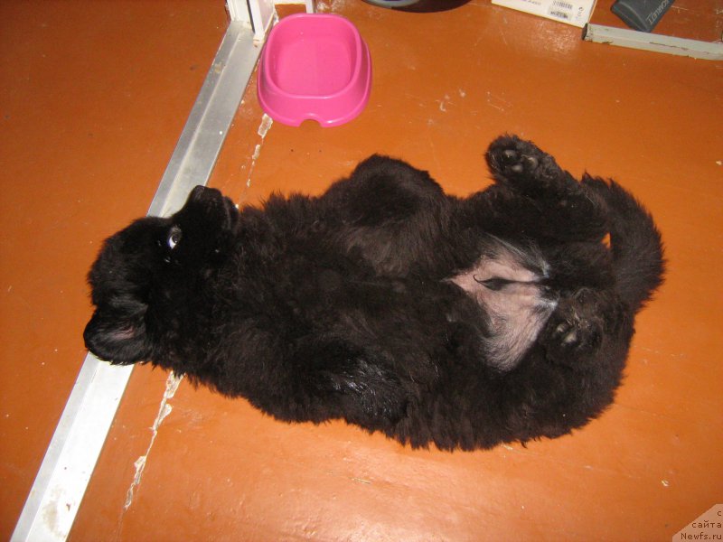 Фото: ньюфаундленд Zimniy Dar s Berega Dona (Зимний Дар с Берега Дона)