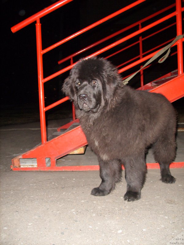 Фото: ньюфаундленд YEkselent B'yuti (Экселент Бьюти)