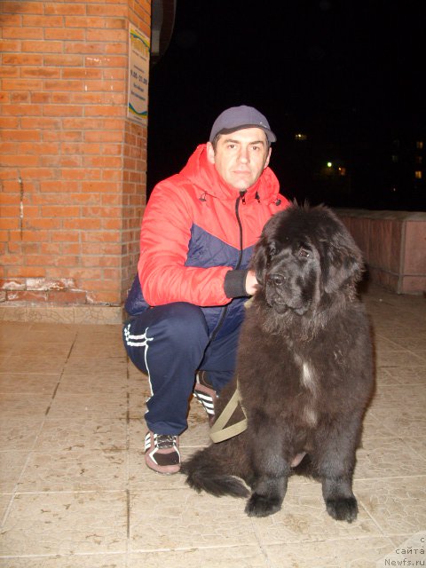 Фото: ньюфаундленд YEkselent B'yuti (Экселент Бьюти)