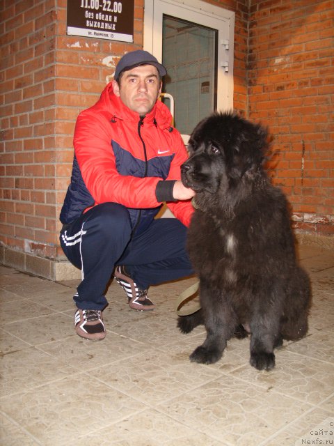 Фото: ньюфаундленд YEkselent B'yuti (Экселент Бьюти)