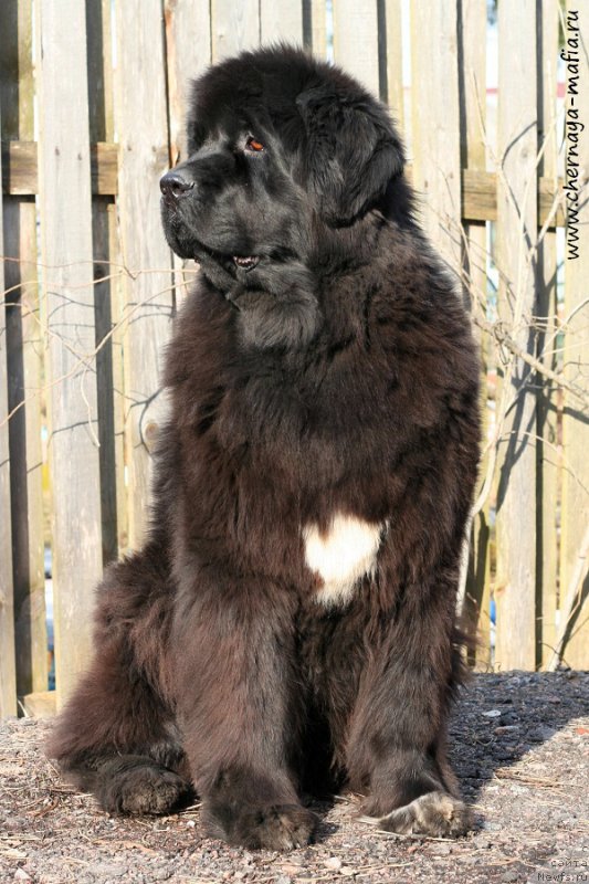 Фото: ньюфаундленд Beguschaya po Volnam Royal Flash (Бегущая по Волнам Роуал Флаш)