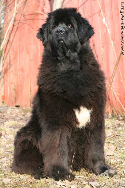 Фото: ньюфаундленд Beguschaya po Volnam Royal Flash (Бегущая по Волнам Роуал Флаш)