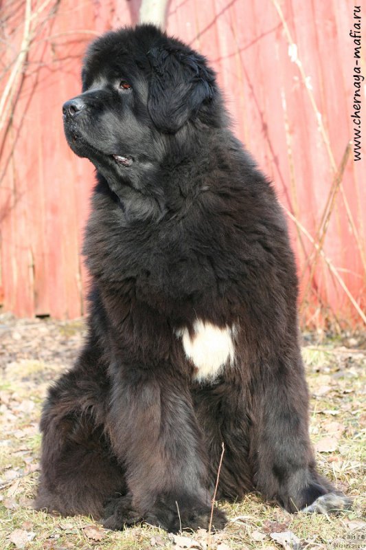 Фото: ньюфаундленд Beguschaya po Volnam Royal Flash (Бегущая по Волнам Роуал Флаш)