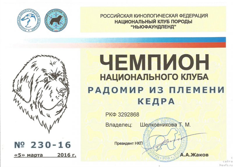 Фото: ньюфаундленд Radomir iz Plemeni Kedra (Радомир из Племени Кедра)