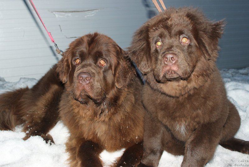 Фото: ньюфаундленд Naomi Tagoliri for Brouwnblood (Наоми Таголири фор Браунблад), ньюфаундленд Braunblad MSK Syemmi Less (Браунблад МСК Сэмми Лесс)