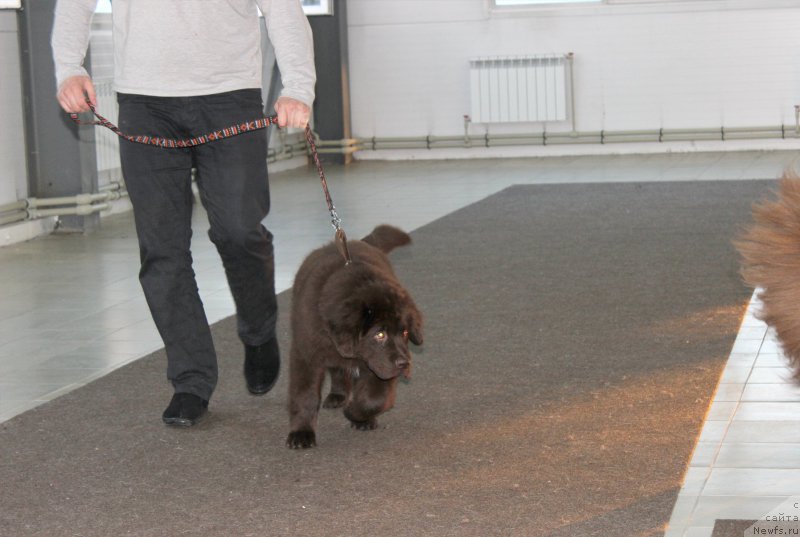 Фото: ньюфаундленд Braunblad MSK Syemmi Less (Браунблад МСК Сэмми Лесс)