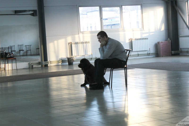 Фото: ньюфаундленд Braunblad MSK Syemmi Less (Браунблад МСК Сэмми Лесс), Aleksandr Korotaev (Александр Коротаев)