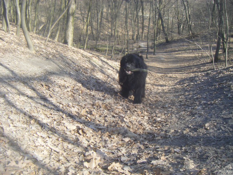 Фото: ньюфаундленд Farro Osman Super Mishka