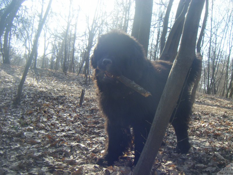 Фото: ньюфаундленд Farro Osman Super Mishka