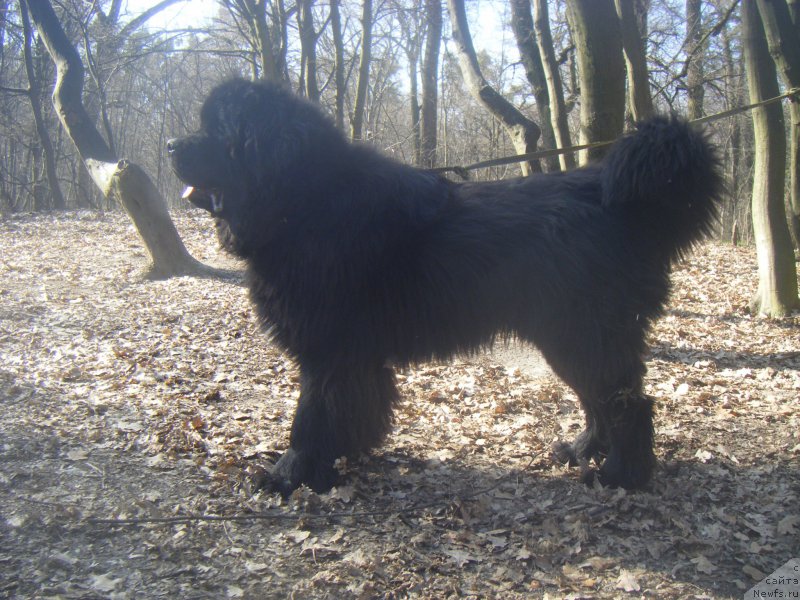 Фото: ньюфаундленд Farro Osman Super Mishka