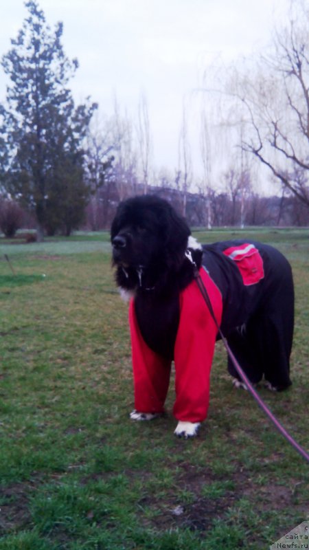 Фото: ньюфаундленд Skazochnaya Kroha SHampan' (Сказочная Кроха Шампань)