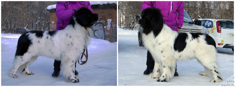 Фото: ньюфаундленд Plushevaya Panda Evian (Плюшевая Панда Эвиан)