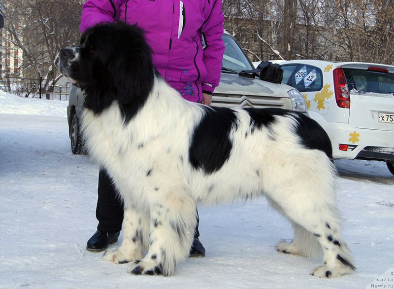 Фотография № 204444