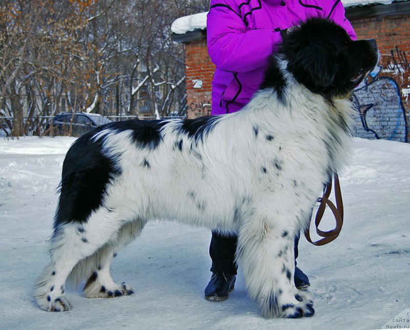 Фотография № 204447