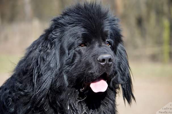 Фото: ньюфаундленд Amaretto Della Kasa Del Orso (Амаретто Делла Каса Дел Орсо)