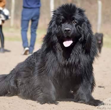 Фото: ньюфаундленд Amaretto Della Kasa Del Orso (Амаретто Делла Каса Дел Орсо)