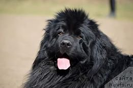 Фото: ньюфаундленд Amaretto Della Kasa Del Orso (Амаретто Делла Каса Дел Орсо)