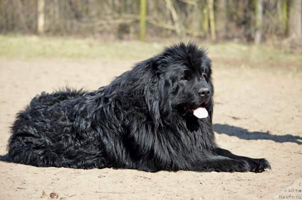 Фото: ньюфаундленд Amaretto Della Kasa Del Orso (Амаретто Делла Каса Дел Орсо)
