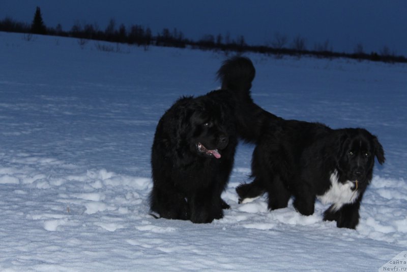 Фото: ньюфаундленд Allegians Brayt Prospekt (Аллегианс Брайт Проспект), ньюфаундленд Linda Eva (Линда Ева)