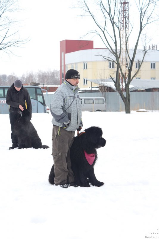 Фото: ньюфаундленд Egor s Berega Dona (Егор с Берега Дона), ньюфаундленд Ermak s Berega Dona (Ермак с Берега Дона)