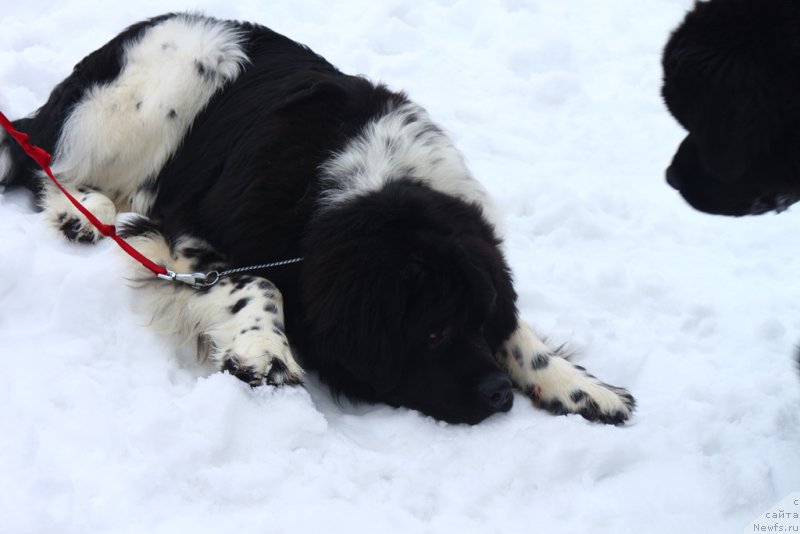 Фото: ньюфаундленд Angels Keeper Nibelung (Энджелс Кипер Нибелунг)