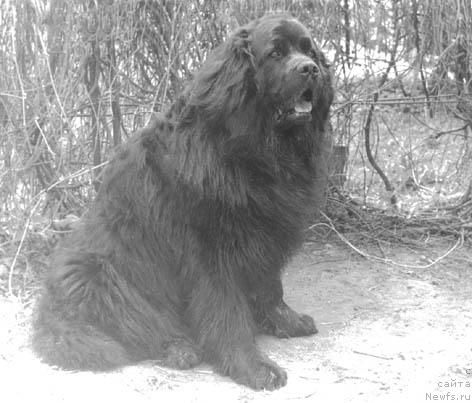 Фото: ньюфаундленд Floko Tango (Флоко Танго)