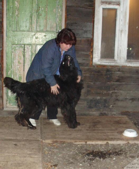 Фото: ньюфаундленд Aleks Dikson (Алекс Диксон)