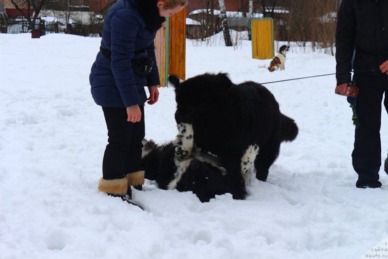 Фото: ньюфаундленд Angels Keeper Nibelung (Энджелс Кипер Нибелунг), ньюфаундленд Egor s Berega Dona (Егор с Берега Дона)