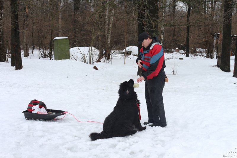 Фото: ньюфаундленд Sent Djons Larel Leolanda (Сент Джонс Ларель Леоланда)