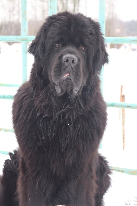 Фото: ньюфаундленд Egor s Berega Dona (Егор с Берега Дона)