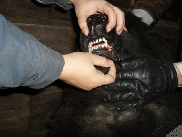 Фото: ньюфаундленд Aleks Dikson (Алекс Диксон)