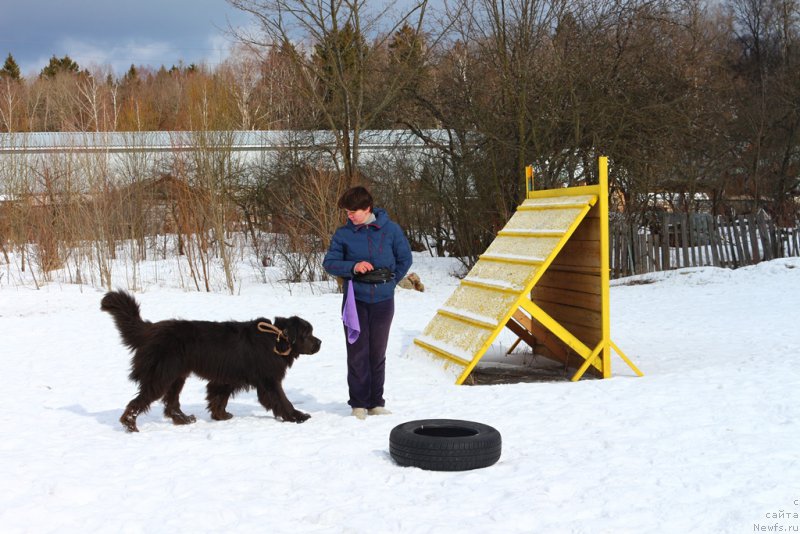 Фото: Elena Bogdanova (Елена Богданова), ньюфаундленд Angel Khranitel Gruffidd (Ангел Хранитель Граффидд)