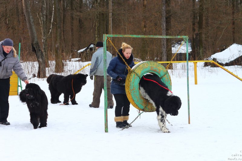 Фото: ньюфаундленд Angels Keeper Nibelung (Энджелс Кипер Нибелунг)