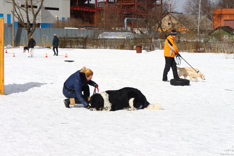 Фото: Ol'ga Martyinova (Ольга Мартынова), ньюфаундленд Angels Keeper Nibelung (Энджелс Кипер Нибелунг)